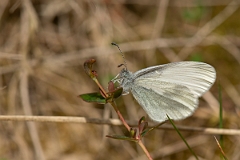 David Plant Photography - Wildlife Photography - Wood white - A